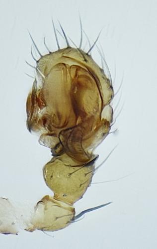 Centromerus phoceorum